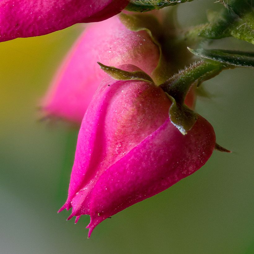 Boronia × heterophylla Carousel (Floração)