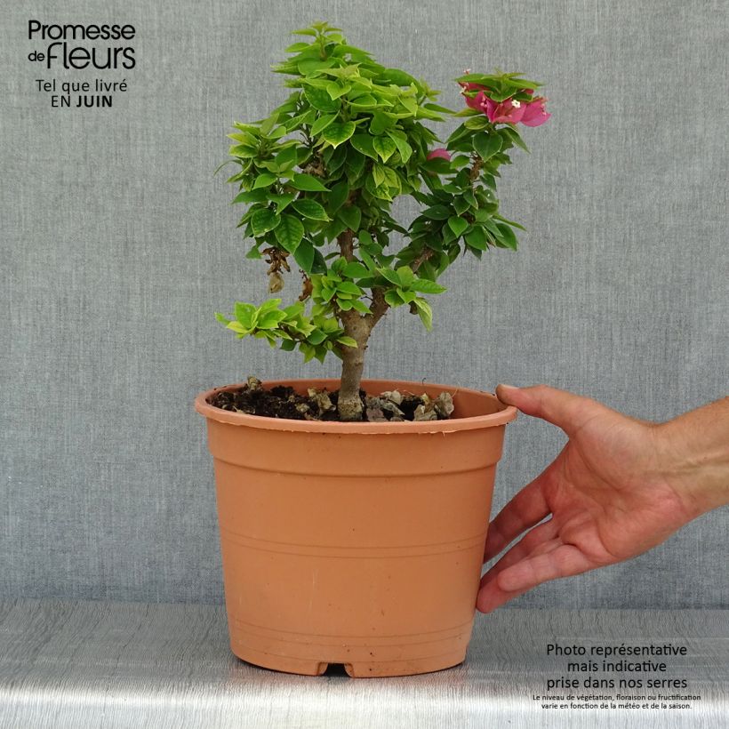 Amostra de Buganvília Mini Thaï Vaso de 3 L/4 L tal como entregue no verão