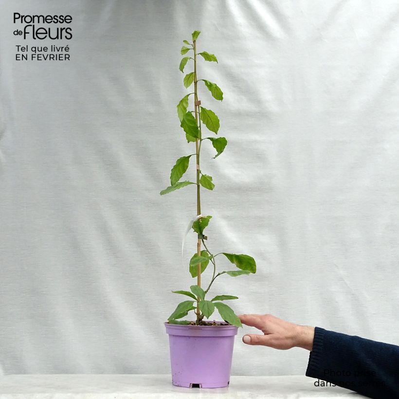 Amostra de Bougainvillier Violet de Mèze Vaso de 3 L/4 L tal como entregue no inverno