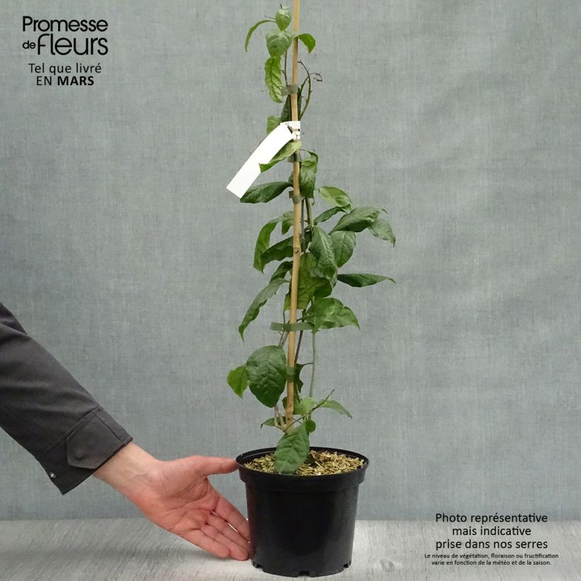 Amostra de Buganvília Violet de Mèze Vaso de 3 L/4 L tal como entregue na primavera