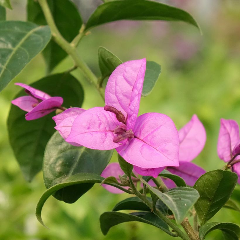 Buganvília Violet de Mèze (Floração)