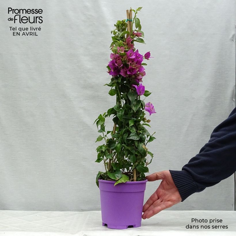 Amostra de Buganvília glabra Sanderiana Vaso de 2 L/3 L tal como entregue na primavera