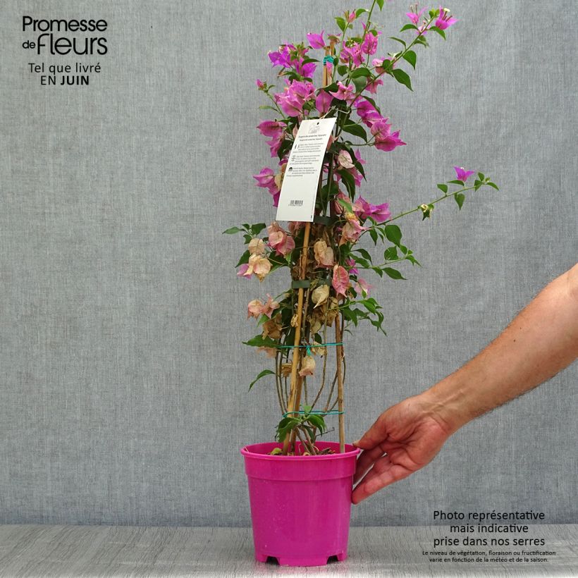 Amostra de Buganvília glabra Sanderiana Vaso de 2 L/3 L tal como entregue no verão