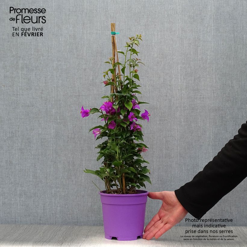 Amostra de Bougainvillier glabra Sanderiana Vaso de 2 L/3 L tal como entregue no inverno