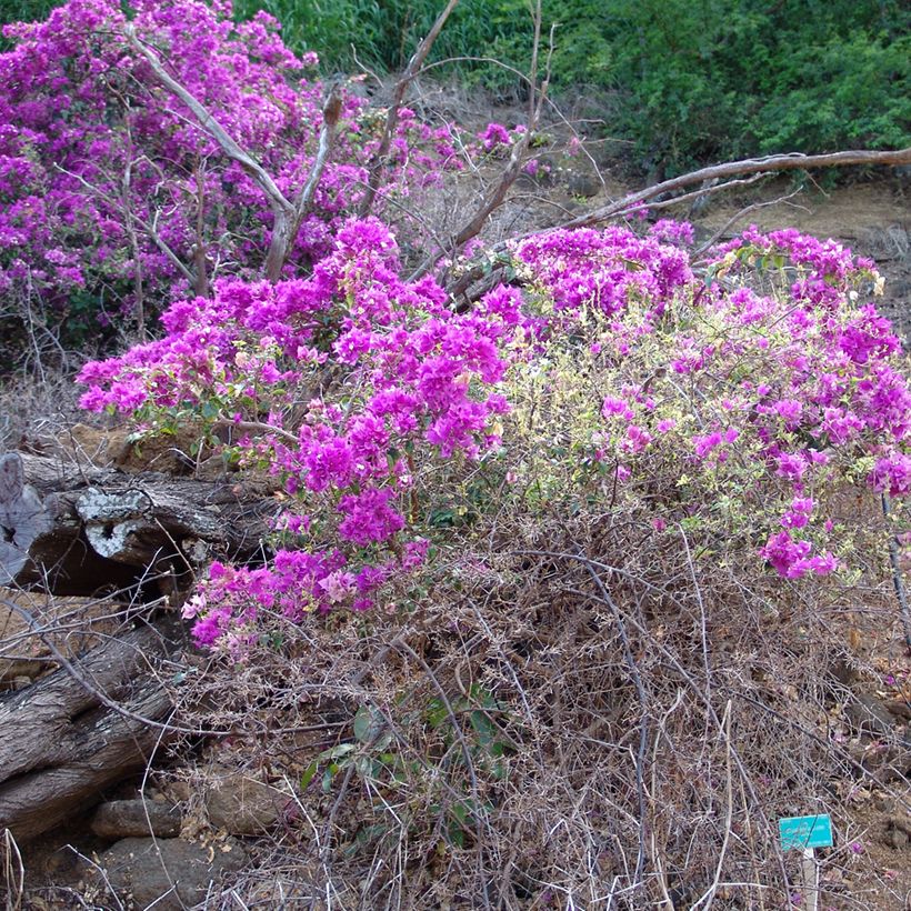 Buganvília glabra Variegata (Hábito)