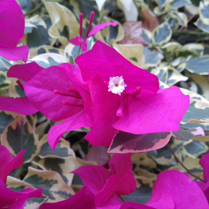 Buganvília glabra Variegata (Floração)