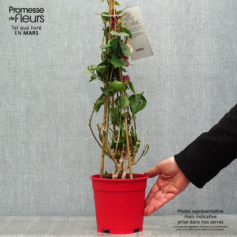 Amostra de Buganvília spectabilis Branco Vaso de 2 L/3 L tal como entregue na primavera
