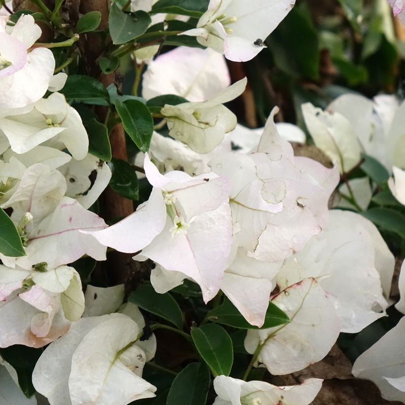 Buganvília spectabilis Branco (Floração)