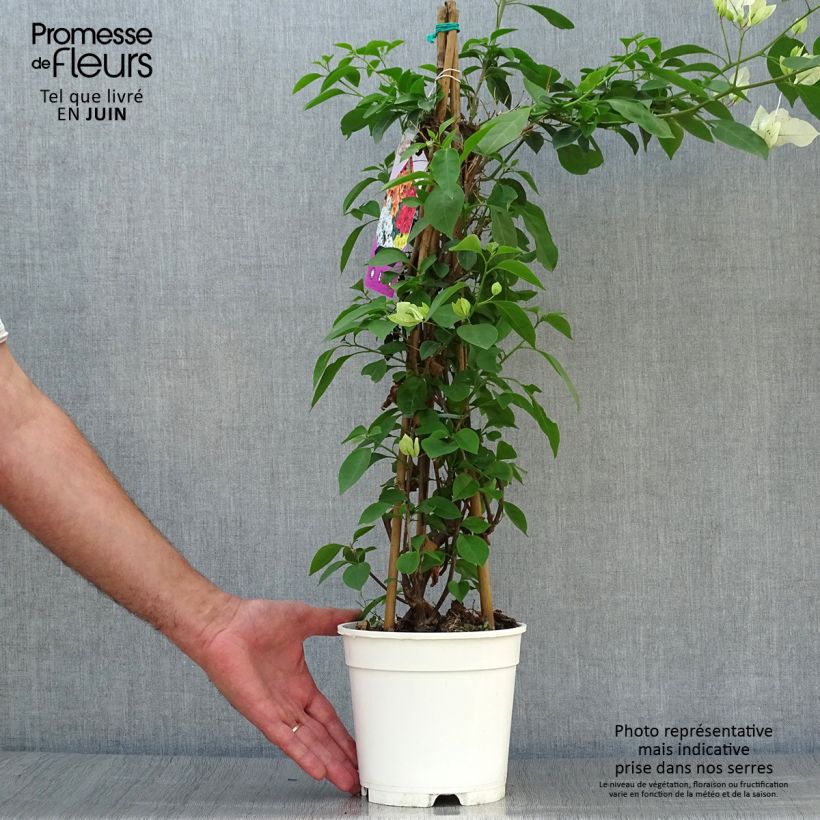 Amostra de Buganvília spectabilis Branco-rosa Vaso de 2 L/3 L tal como entregue no verão