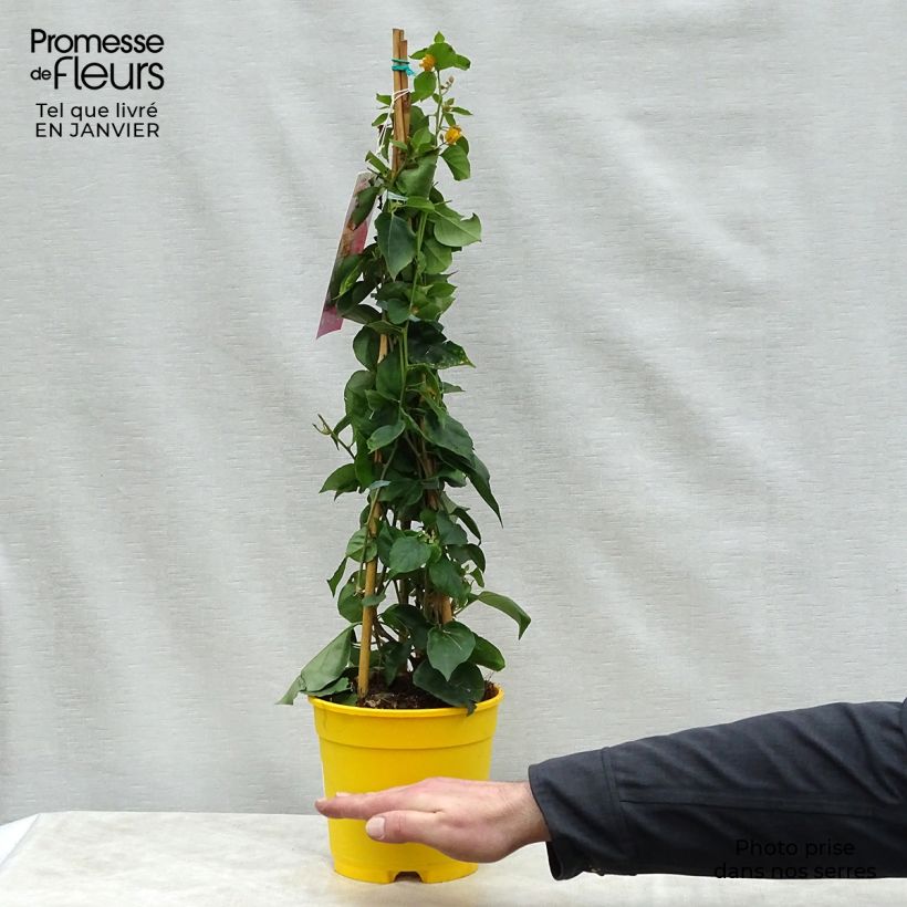 Amostra de Buganvília spectabilis Amarela Vaso de 2 L/3 L tal como entregue no inverno