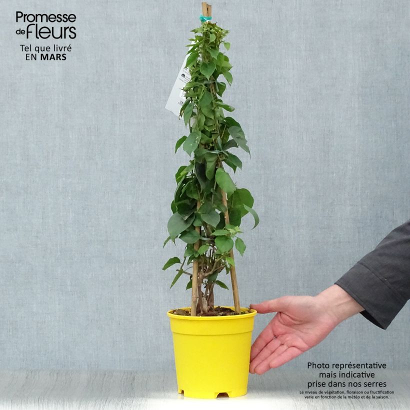 Amostra de Buganvília spectabilis Amarela Vaso de 2 L/3 L tal como entregue na primavera