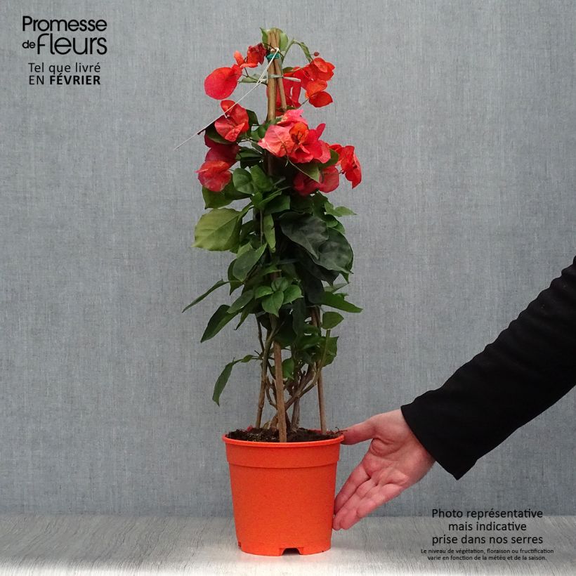 Amostra de Bougainvillier spectabilis Orange Vaso de 2 L/3 L tal como entregue no inverno