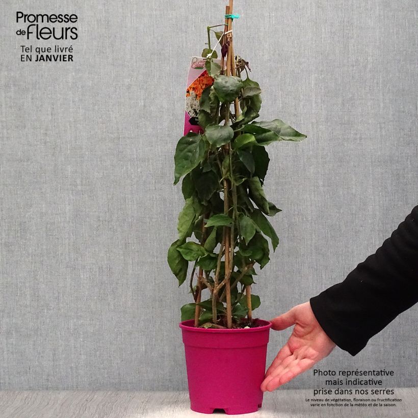 Amostra de Buganvília spectabilis Púrpura Violeta Vaso de 2 L/3 L tal como entregue no inverno