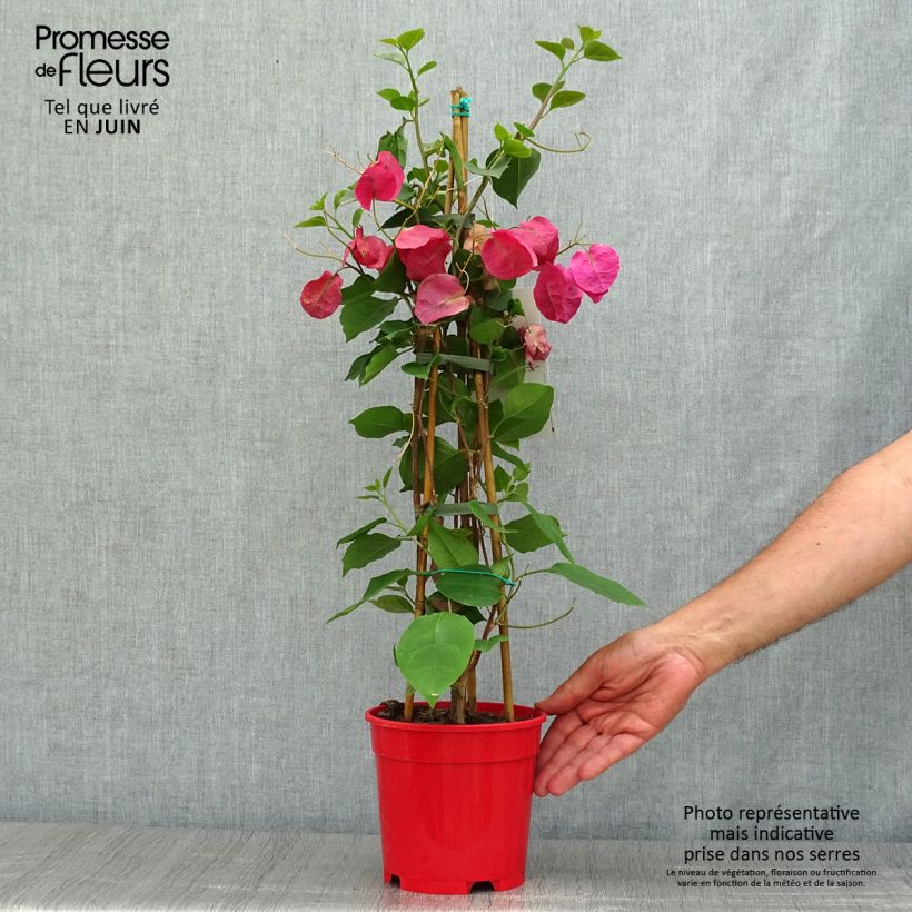Amostra de Buganvília spectabilis Vermelho escuro Vaso de 2 L/3 L tal como entregue no verão