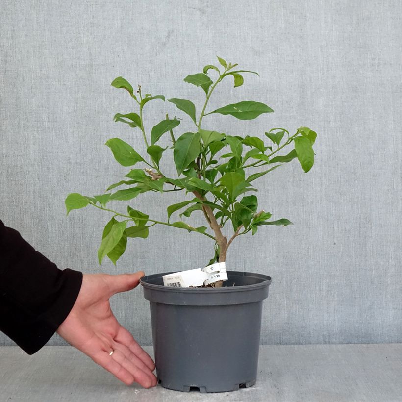 Amostra de Buganvília Violet de Mèze Vaso de 3 L/4 L tal como entregue na primavera