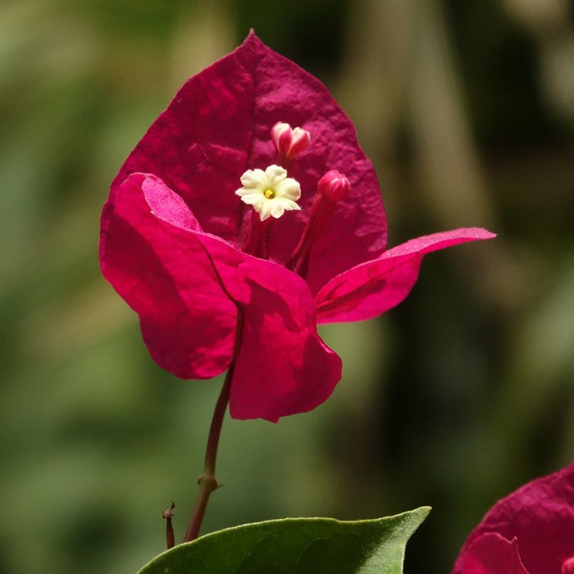 Buganvília spectabilis Vermelho escuro (Floração)