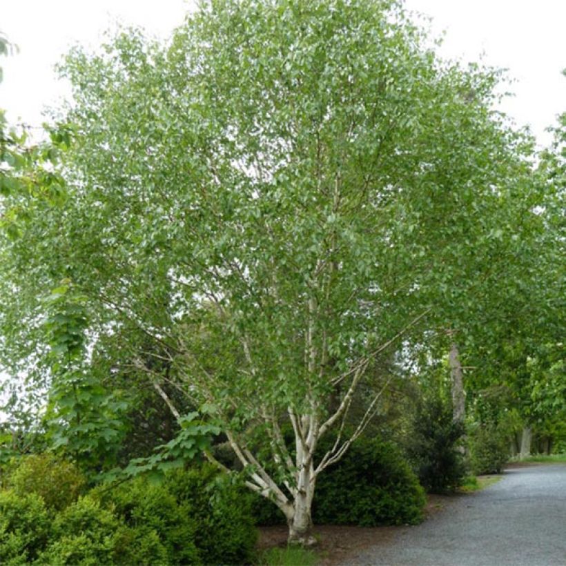 Betula utilis var. jacquemontii Doorenbos (Hábito)
