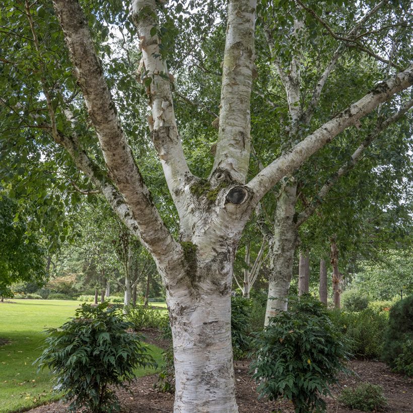 Betula utilis var. jacquemontii (Hábito)