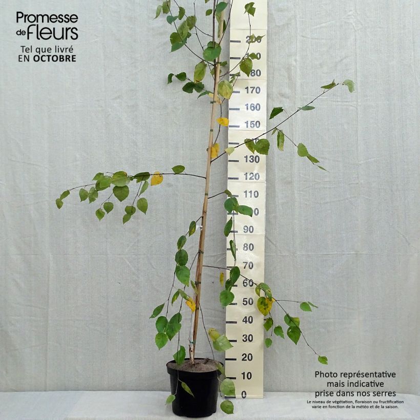 Amostra de Betula utilis var. jacquemontii Vaso de 4 L/5 L tal como entregue no outono