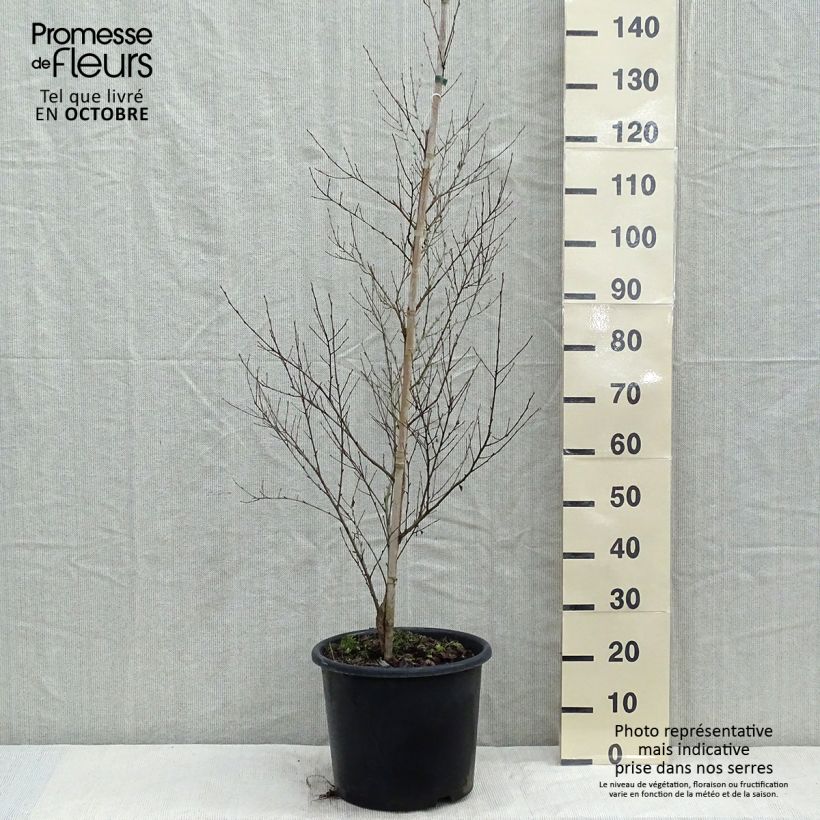 Amostra de Betula nigra Vaso de 12 L/15 L tal como entregue no outono