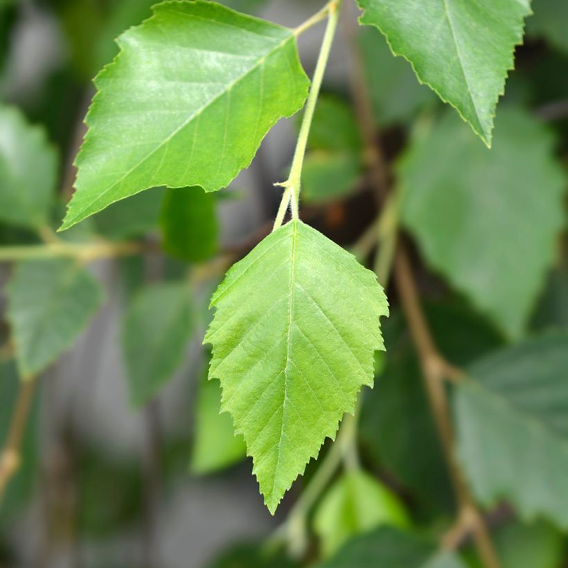 Betula nigra Summer Cascade (Folhagem)