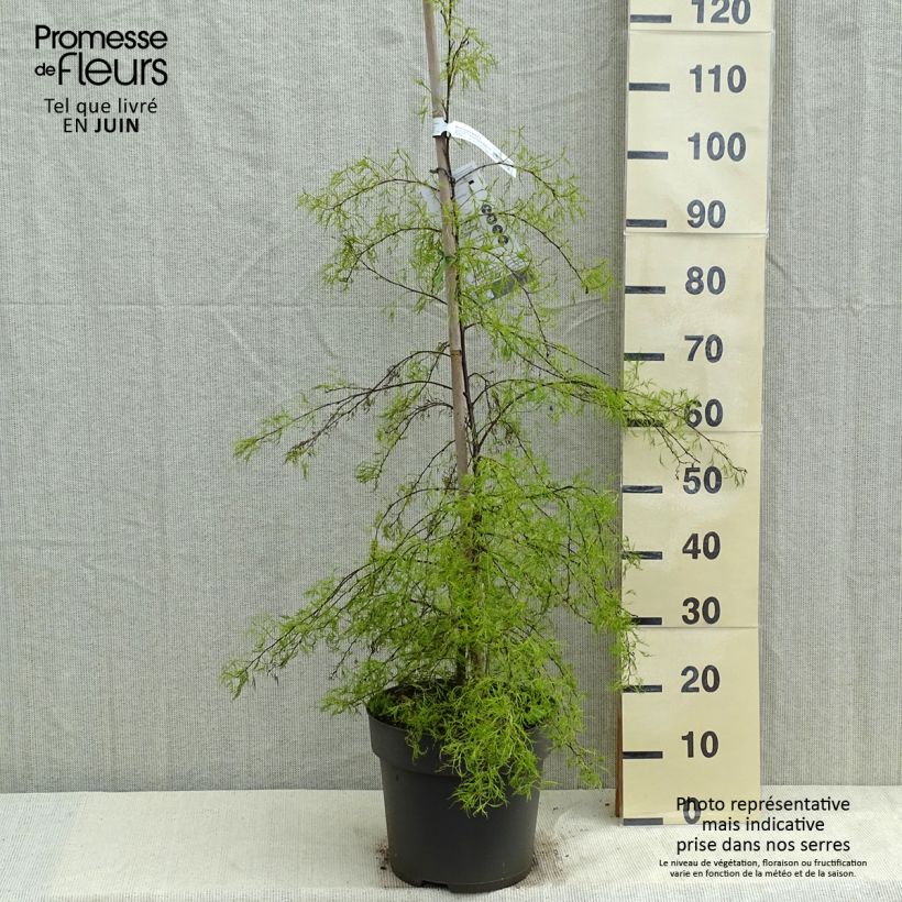 Amostra de Betula pendula Karaca Vaso de 7,5 L/10 L tal como entregue na primavera