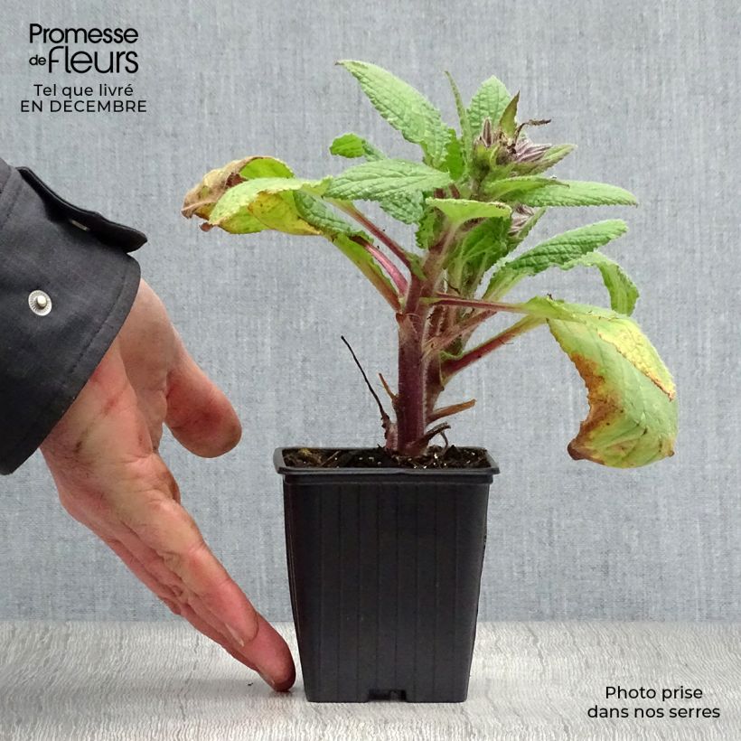 Amostra de Bourrache BIO - Borago officinalis Vaso de 7/8 cm tal como entregue no inverno