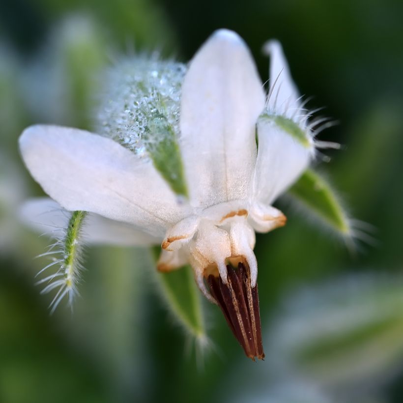 Borragem Alba sementes - Borago officinalis (Floração)