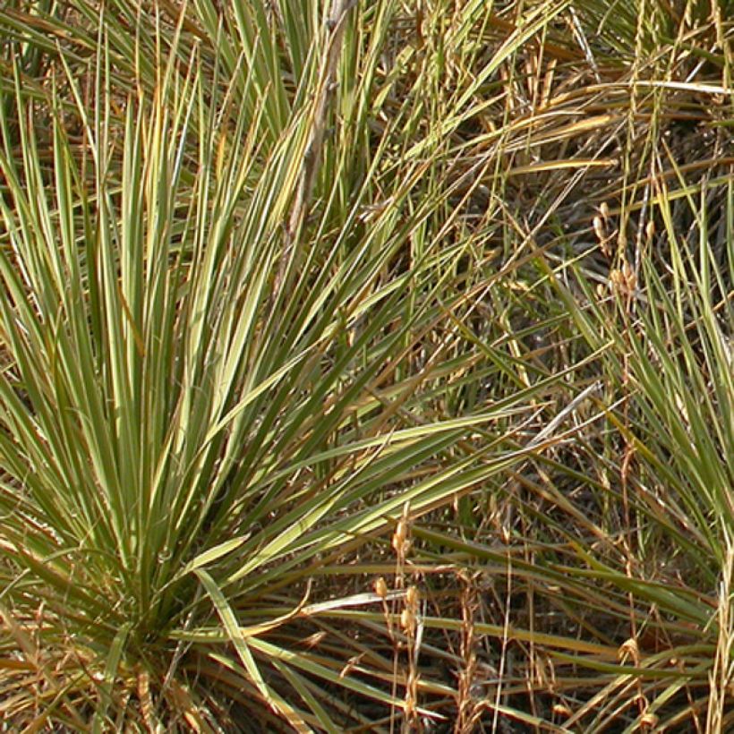 Bouteloua curtipendula (Folhagem)