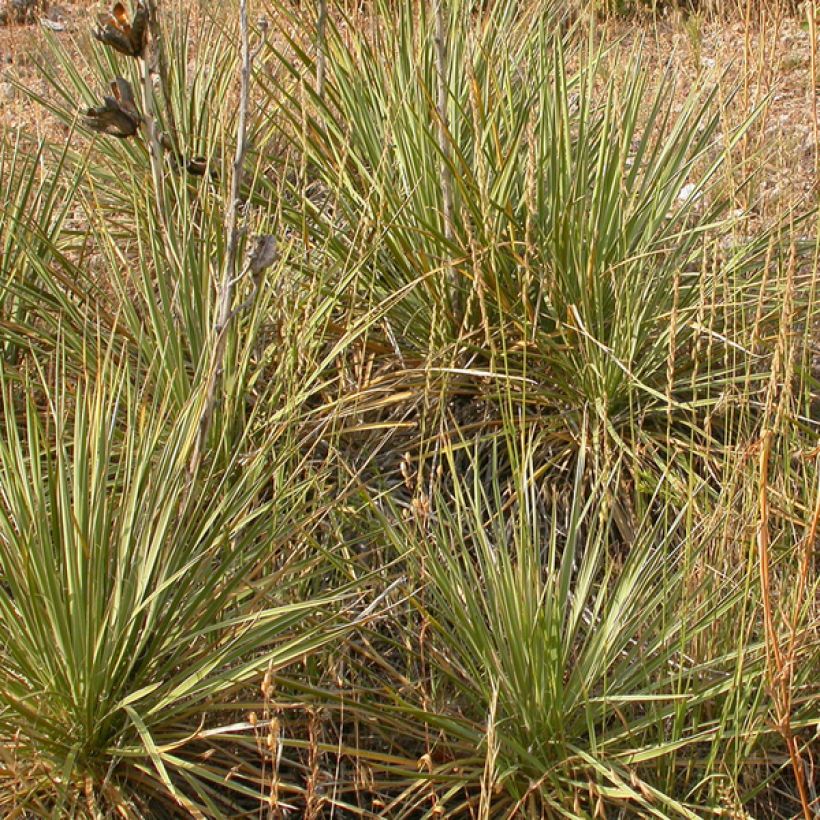 Bouteloua curtipendula (Hábito)