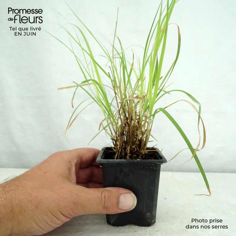 Amostra de Bouteloua curtipendula Vaso de 8/9 cm tal como entregue no verão