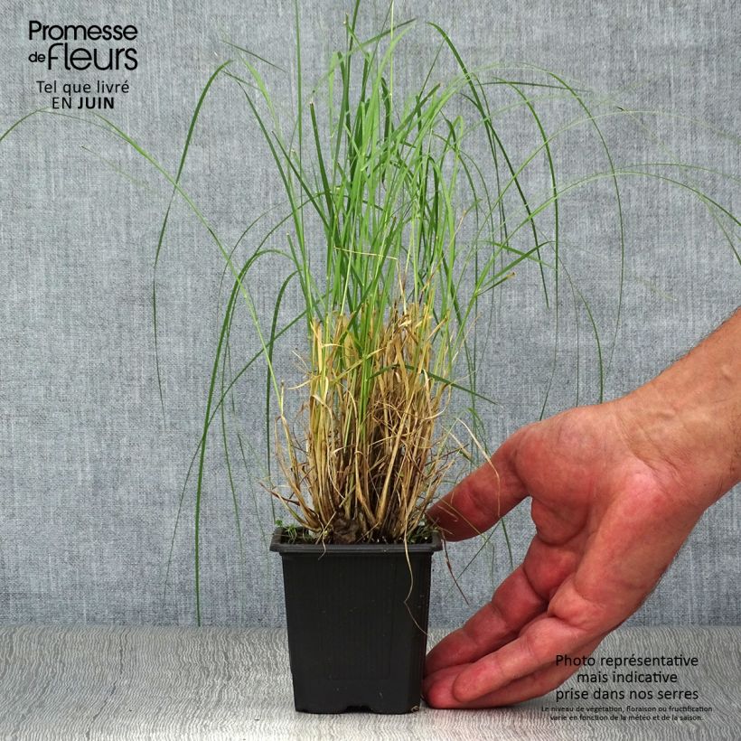 Amostra de Bouteloua gracilis Vaso de 8/9 cm tal como entregue no verão