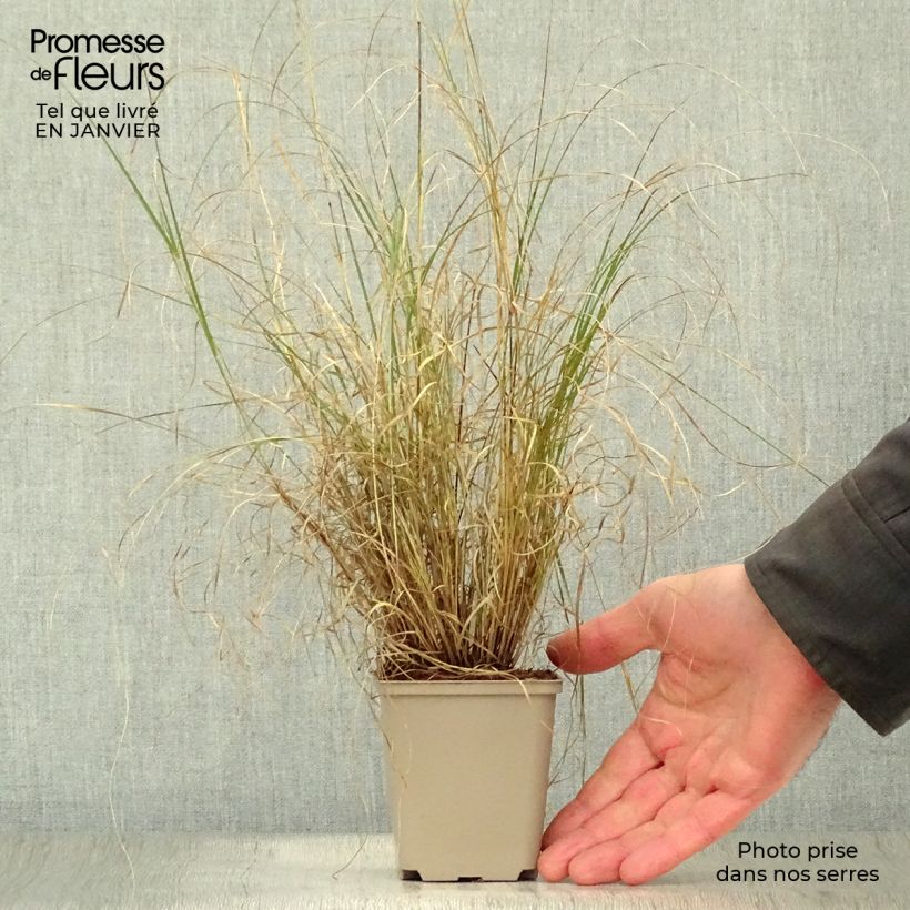 Amostra de Bouteloua gracilis Vaso de 8/9 cm tal como entregue no inverno