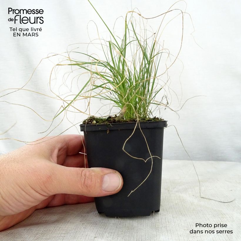 Amostra de Bouteloua gracilis Vaso de 8/9 cm tal como entregue na primavera