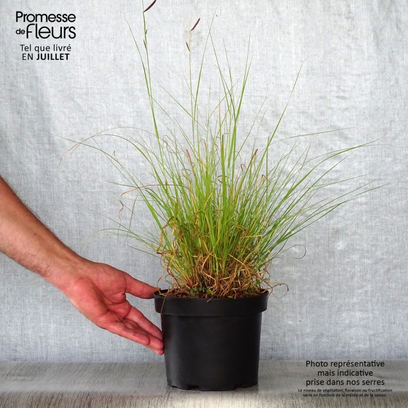 Amostra de Bouteloua gracilis Vaso de 1,5 L/2 L tal como entregue no verão