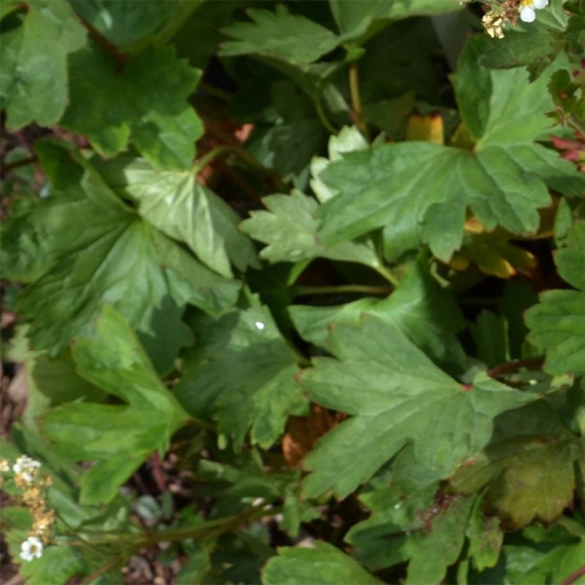 Boykinia major (Folhagem)