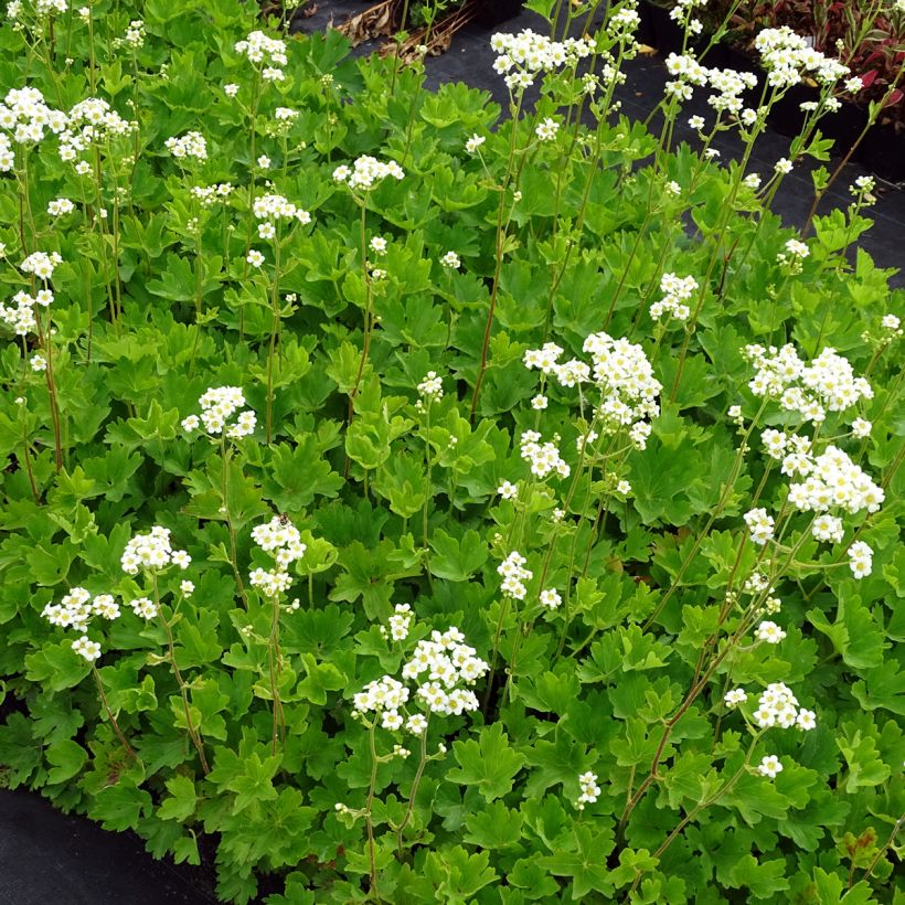 Boykinia major (Hábito)