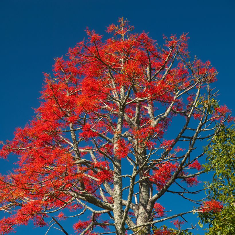 Brachychiton discolor (Hábito)