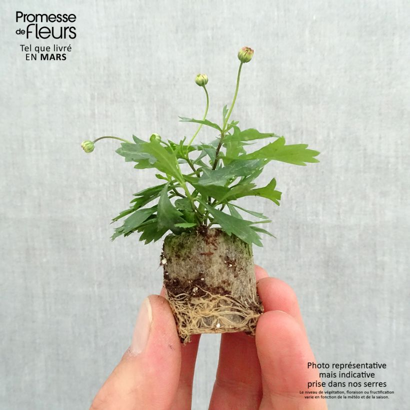 Amostra de Brachycome Brasco Violet Mini-torrão Ø 3/4 cm tal como entregue na primavera