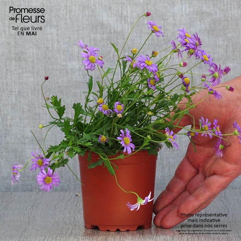 Amostra de Brachycome Brasco Violet Vaso de 8/9 cm tal como entregue na primavera