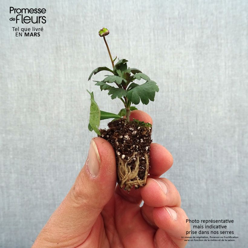 Amostra de Brachycome Fresco Candy Mini-motte Ø 3/4 cm tal como entregue na primavera