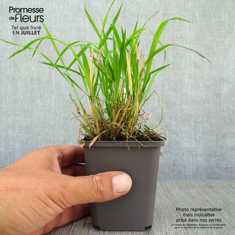 Amostra de Brachypodium sylvaticum Vaso de 8/9 cm tal como entregue no verão