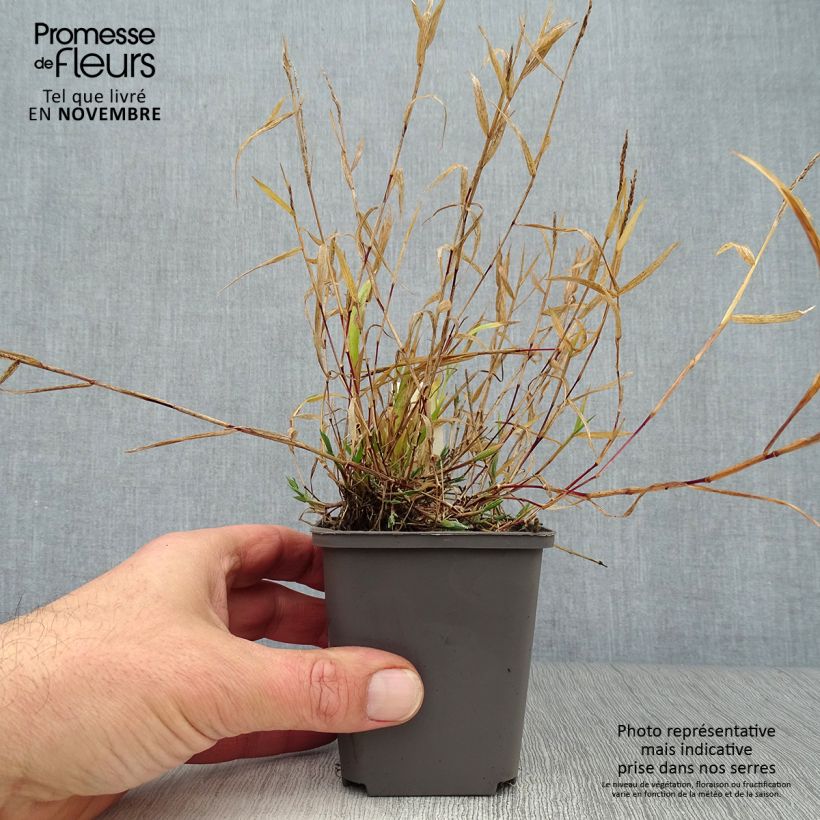 Amostra de Brachypodium sylvaticum Vaso de 8/9 cm tal como entregue no outono