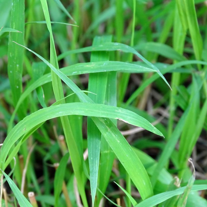 Brachypodium sylvaticum (Folhagem)
