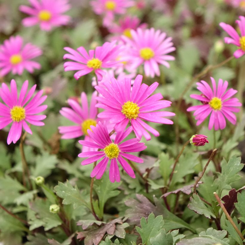 Brachyscome multifida Fresco Bright Pink (Floração)