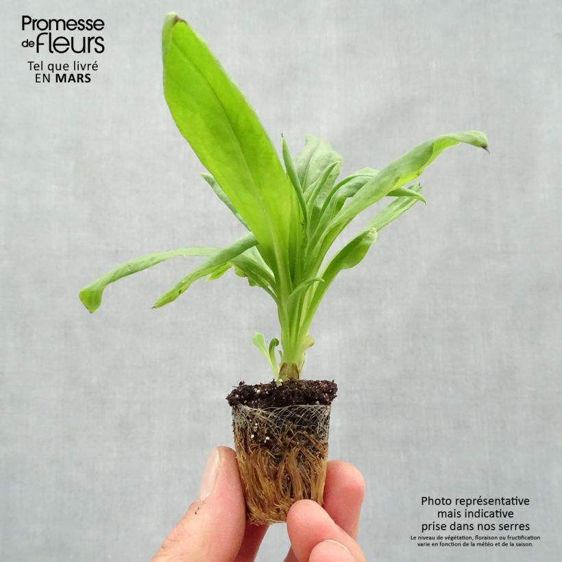 Amostra de Bracteantha Granvia Gold - Immortelle Mini-motte Ø 3/4 cm tal como entregue na primavera