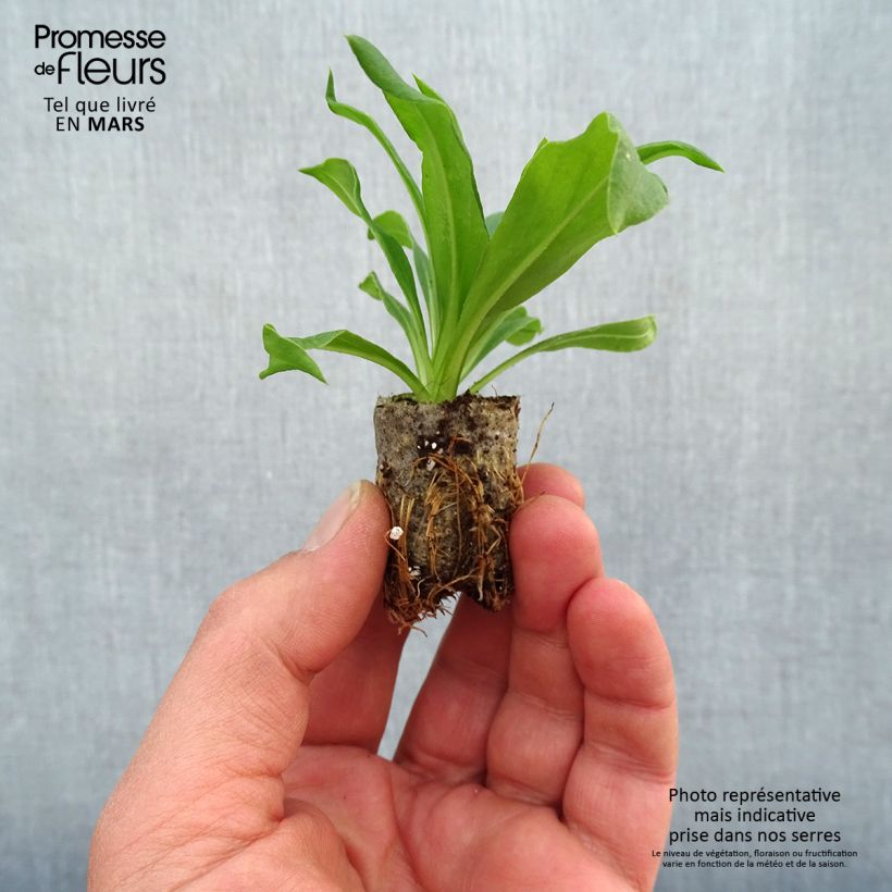 Amostra de Bracteantha Heliana Gold - Immortelle Mini-motte Ø 1,5/2,5 cm tal como entregue na primavera