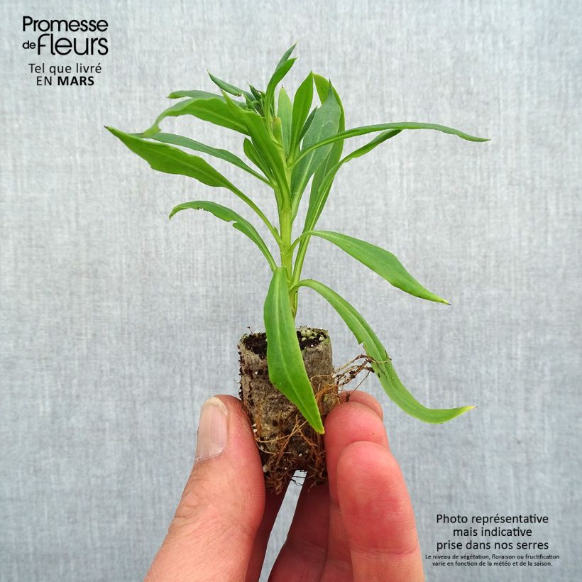 Amostra de Bracteantha Heliana Scarlet - Immortelle Mini-motte Ø 1,5/2,5 cm tal como entregue na primavera