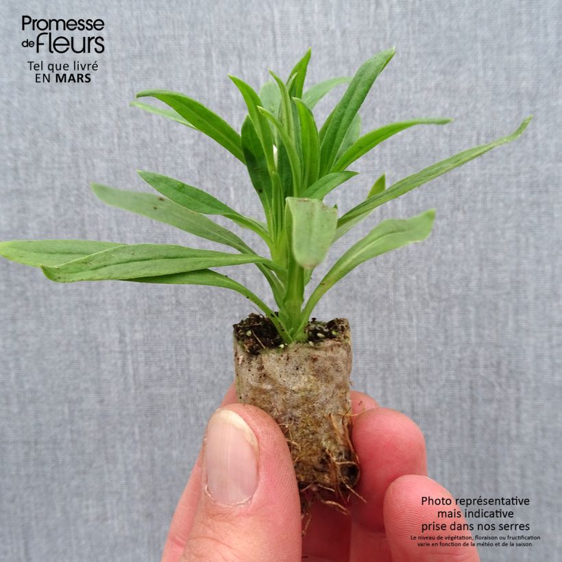 Amostra de Bracteantha Heliana White - Immortelle Mini-motte Ø 1,5/2,5 cm tal como entregue na primavera