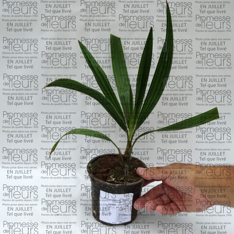 Amostra de Brahea calcarea Vaso de 12 cm/13 cm tal como entregue no verão